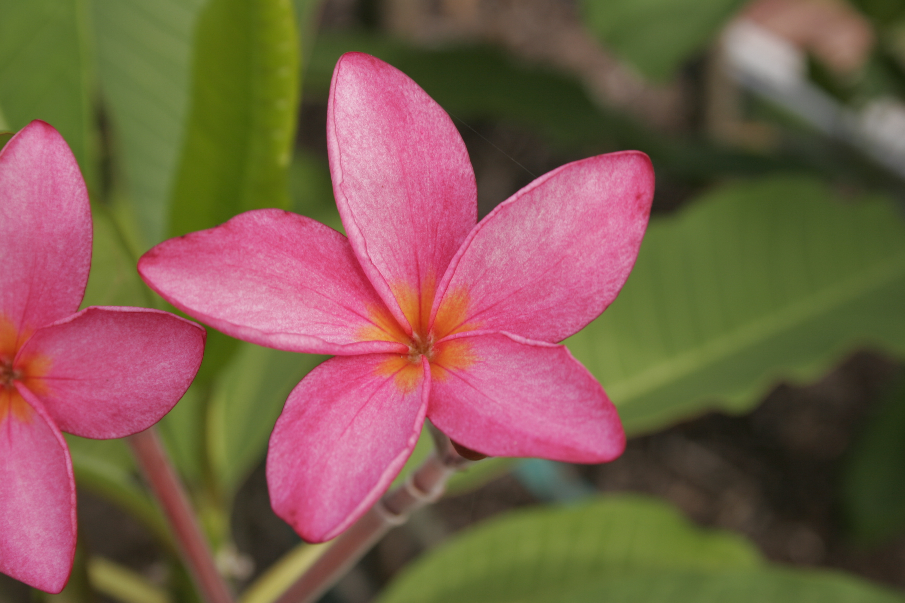 Multiplicity plumeria photo