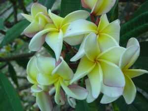 Muriel De Paris FCN plumeria photo