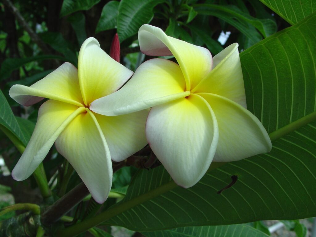 Muriel De Paris FCN plumeria photo