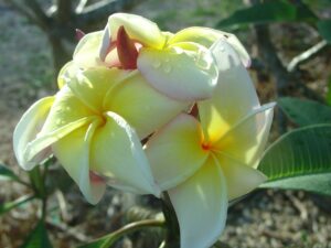 Muriel De Paris FCN plumeria photo