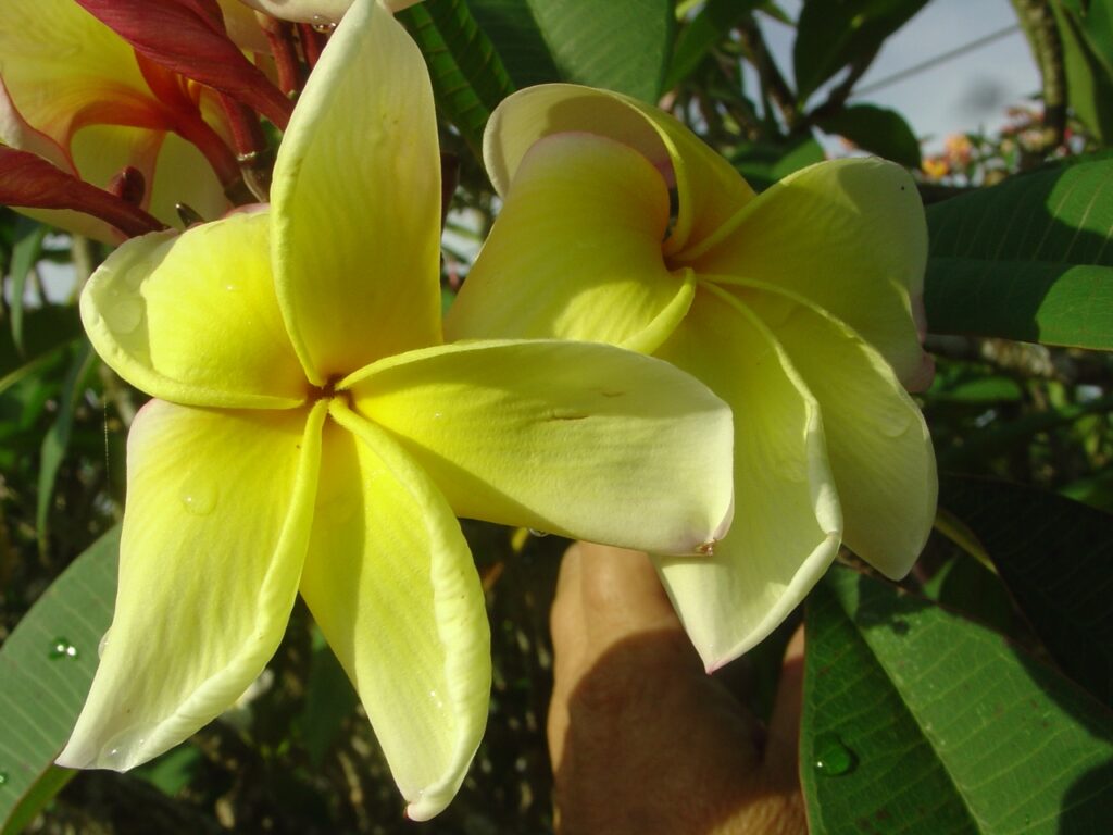 Muriel De Paris FCN plumeria photo