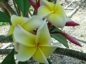 Muriel De Paris FCN plumeria photo