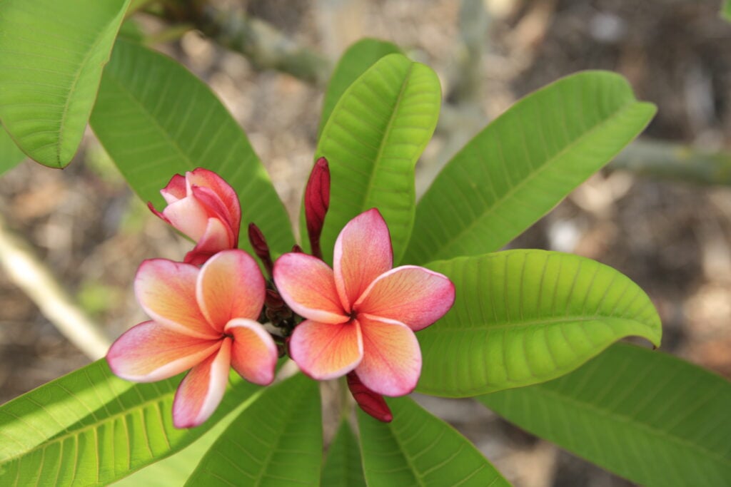 George Brown plumeria photo