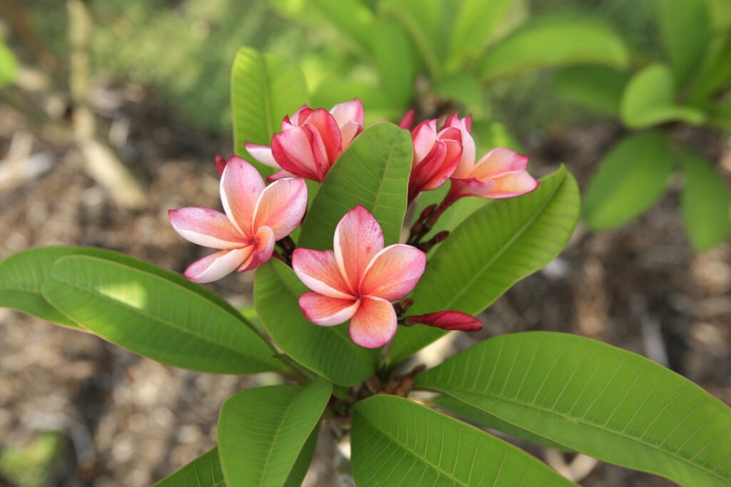 George Brown plumeria photo