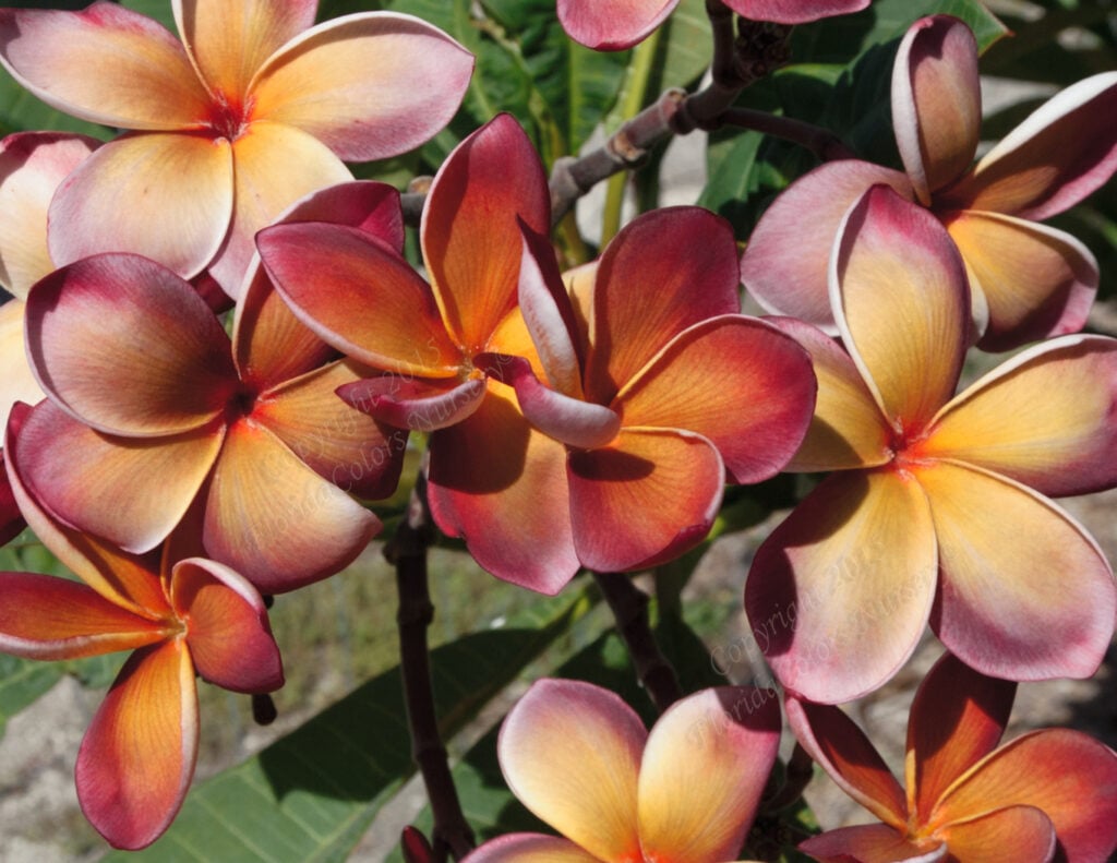 George Brown plumeria photo