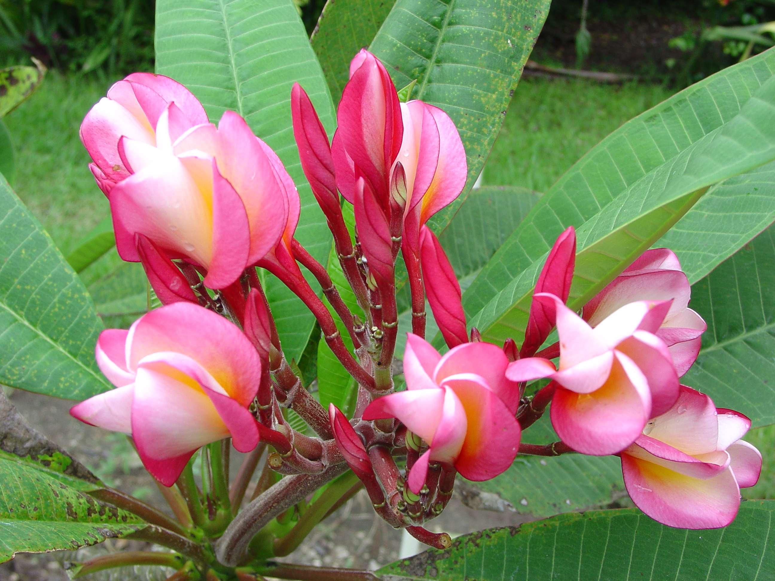 Myra Shell plumeria photo