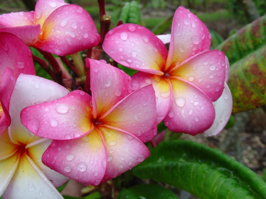 Nancy Ames plumeria photo