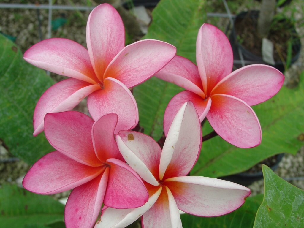 Negril plumeria photo