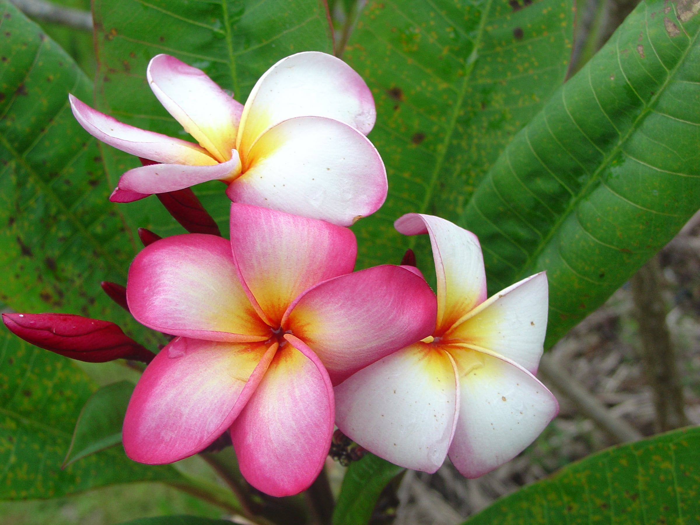 Nadine Barr plumeria photo