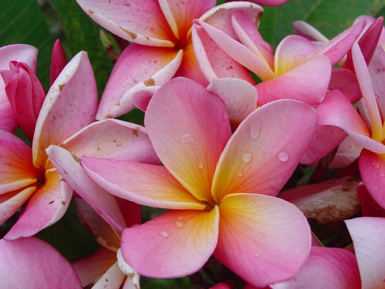 Nadine Barr plumeria photo