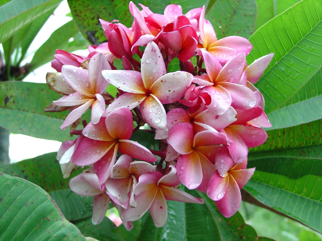 Nadine Barr plumeria photo