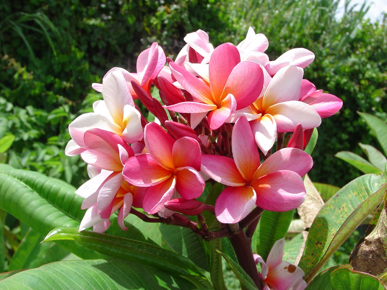Nadine Barr plumeria photo