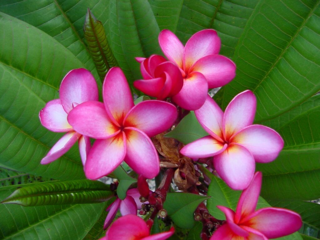 Nancy Ames plumeria photo