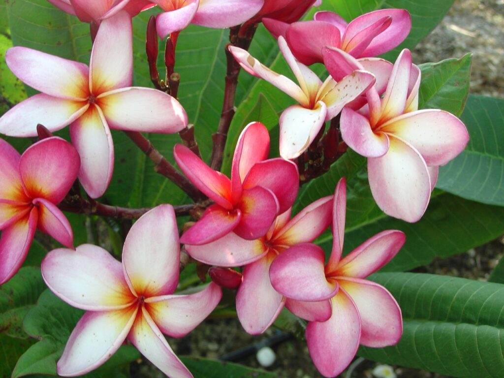 Nancy Ames plumeria photo