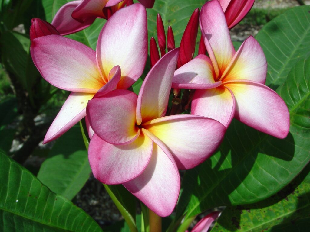Nancy Ames plumeria photo