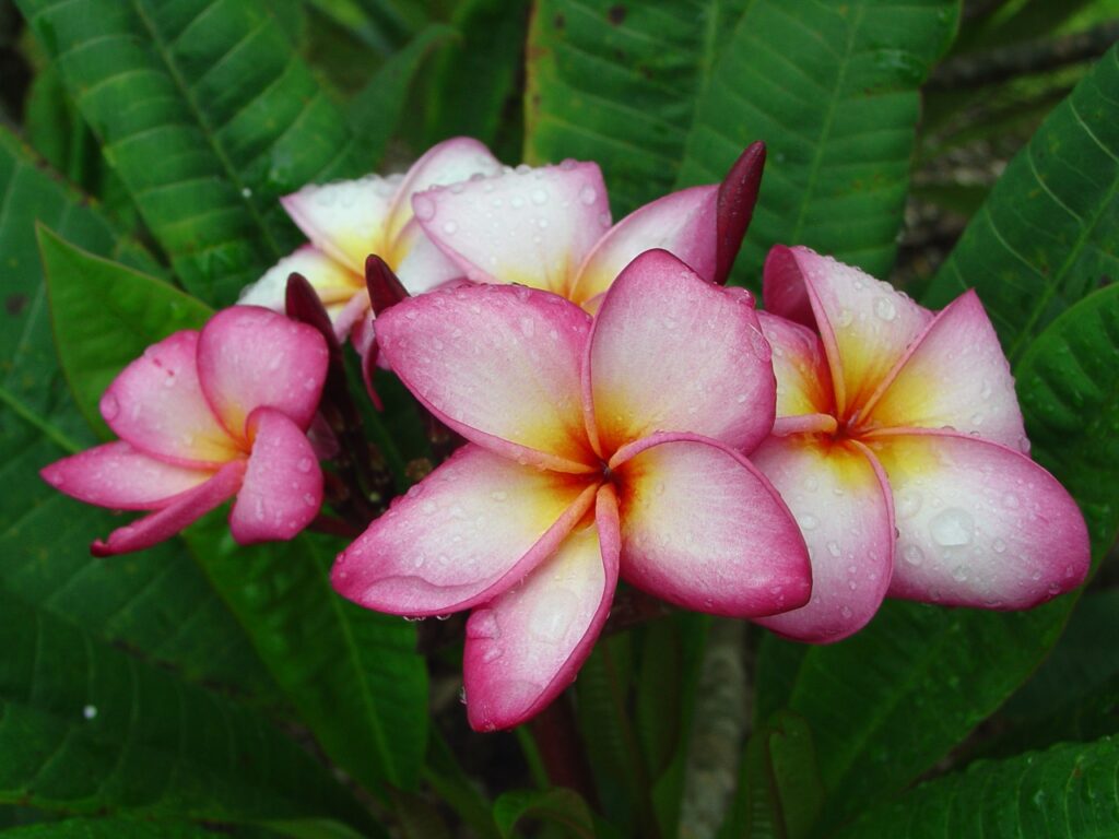 Nancy Ames plumeria photo
