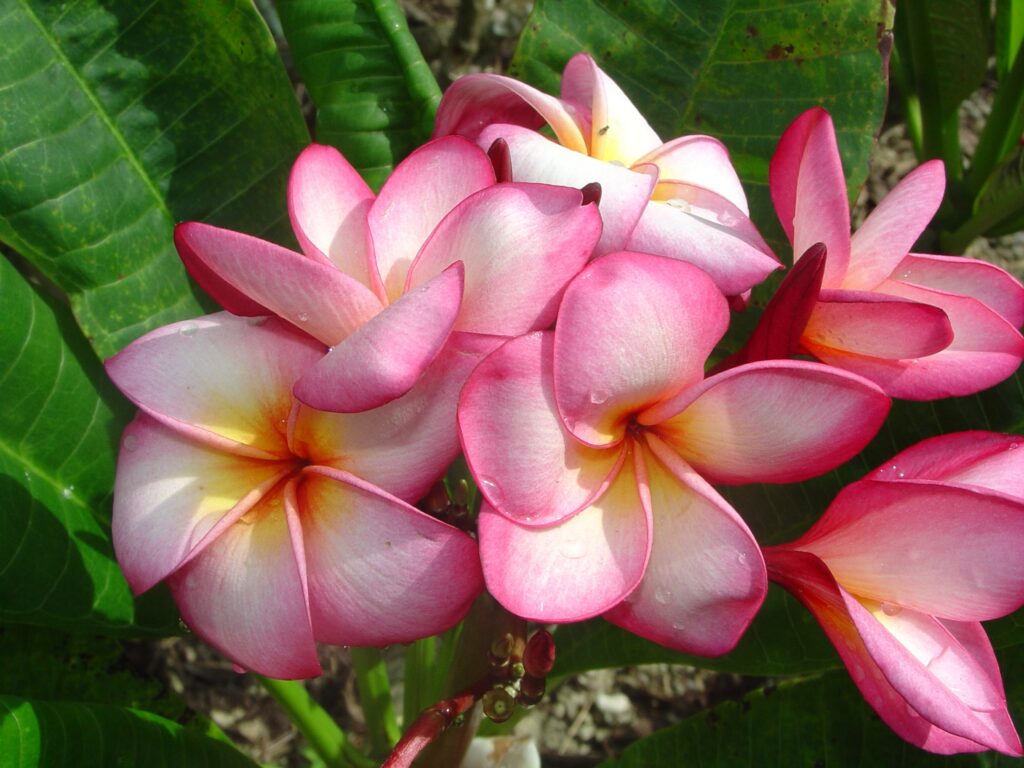 Nancy Ames plumeria photo