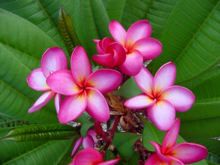 Nancy Ames plumeria photo