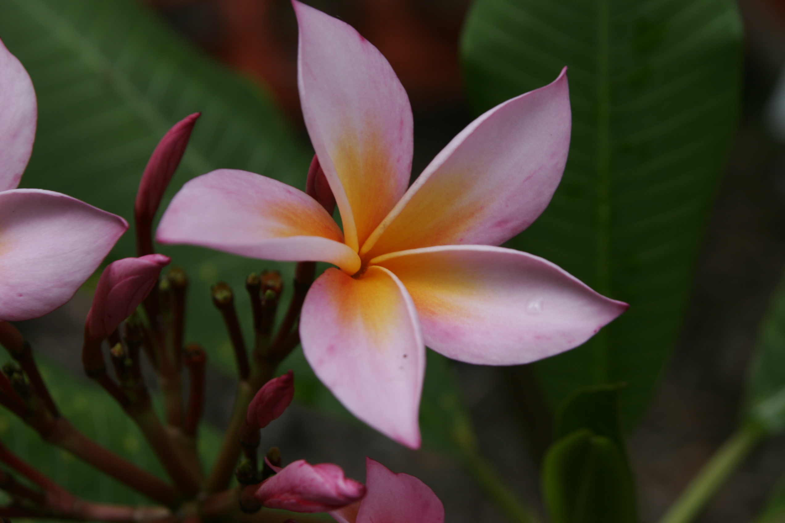 Nancy Ames Rainbow plumeria photo