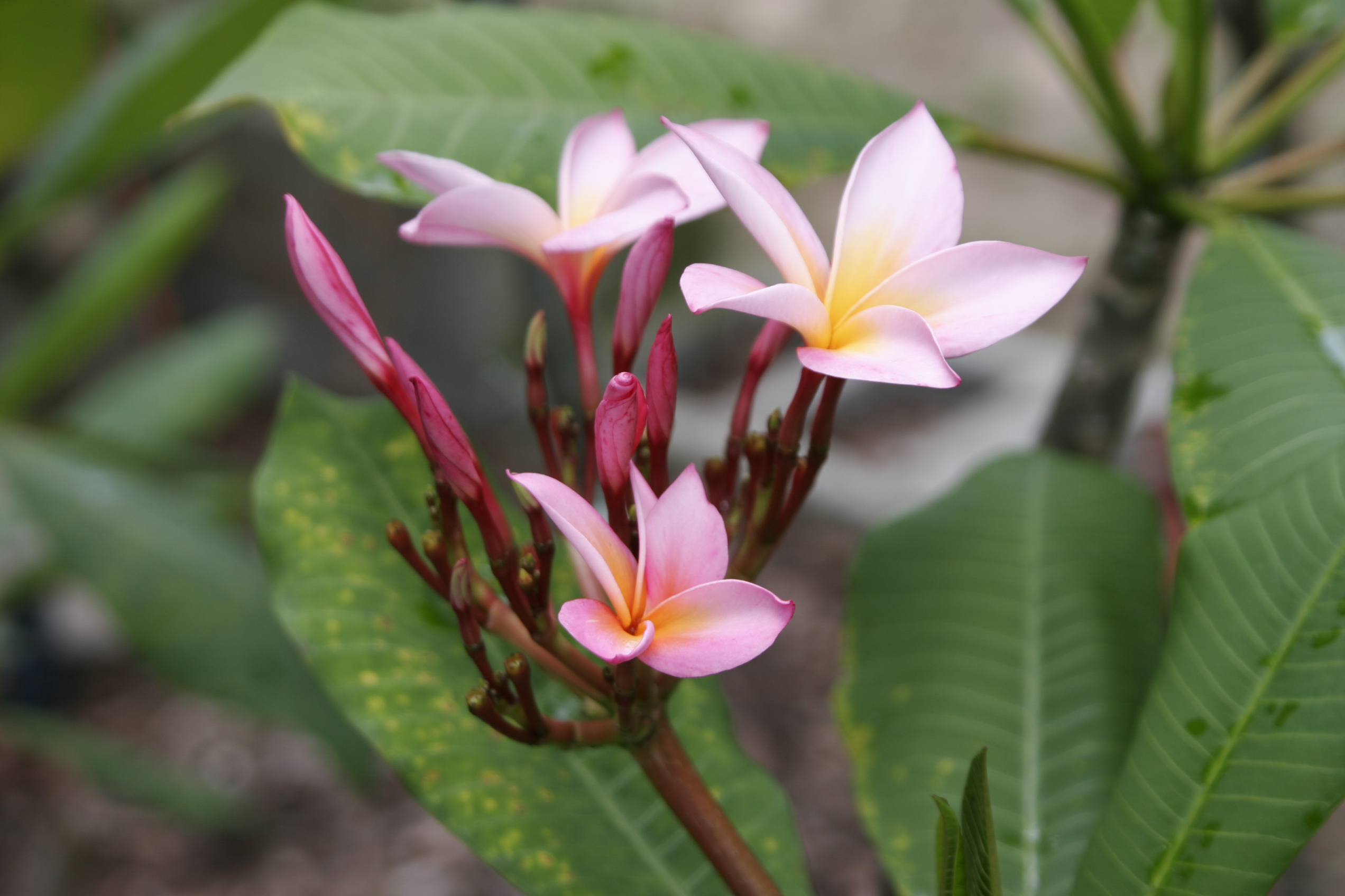 Nancy Ames Rainbow plumeria photo