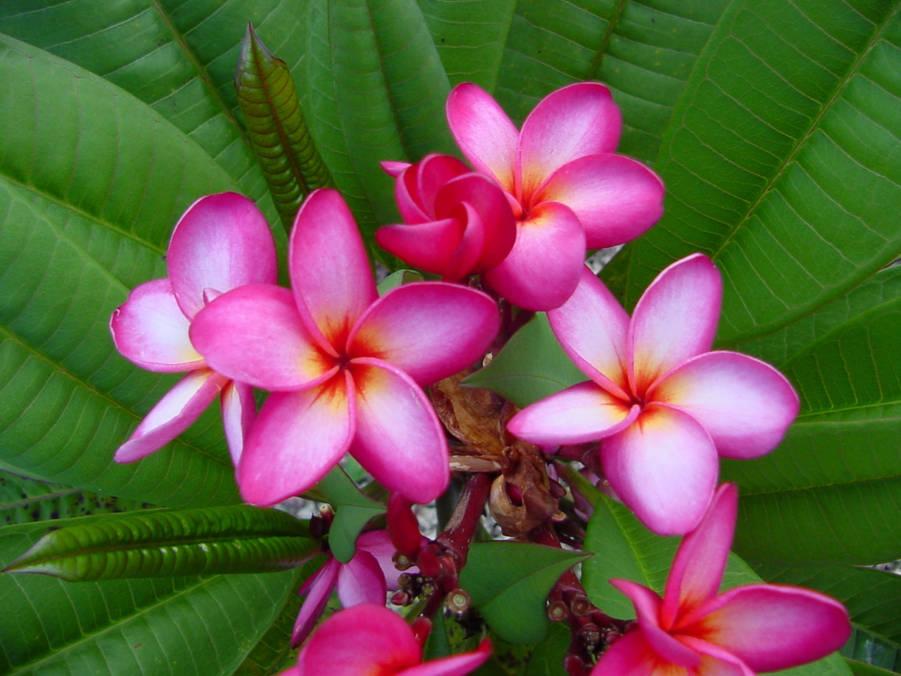 Nancy Ames plumeria photo