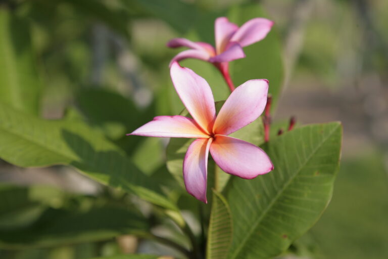 Nancy Ames Rainbow plumeria photo
