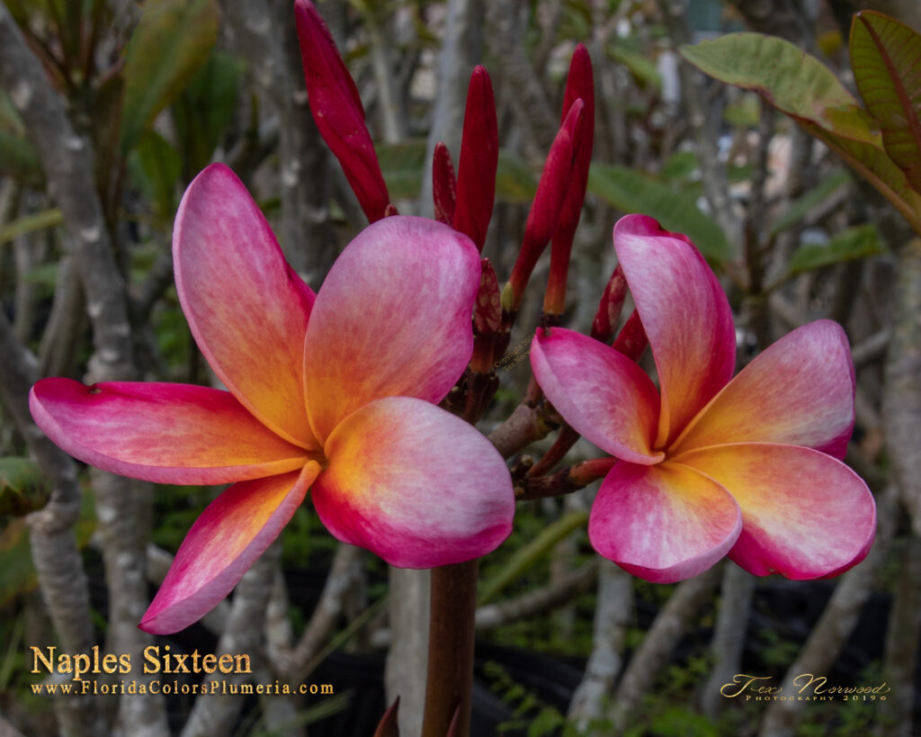 Naples Sixteen plumeria photo