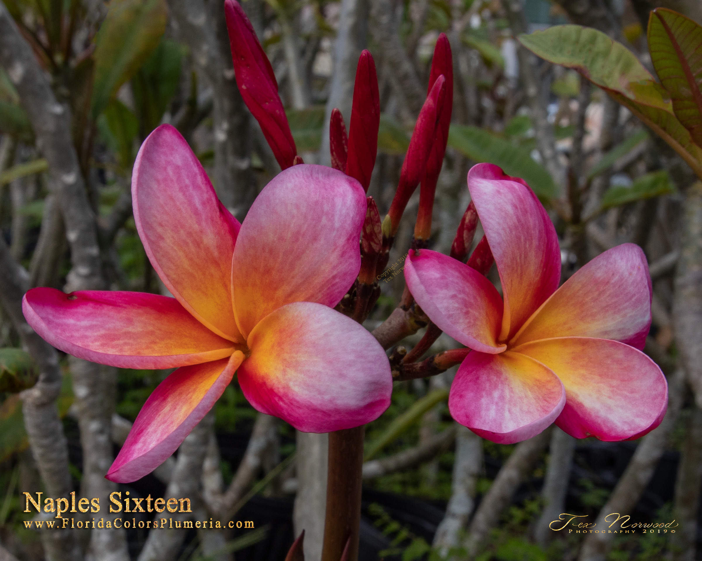 Naples Sixteen plumeria photo