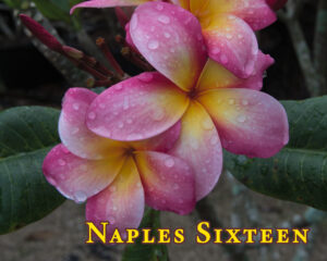 Naples Sixteen plumeria
