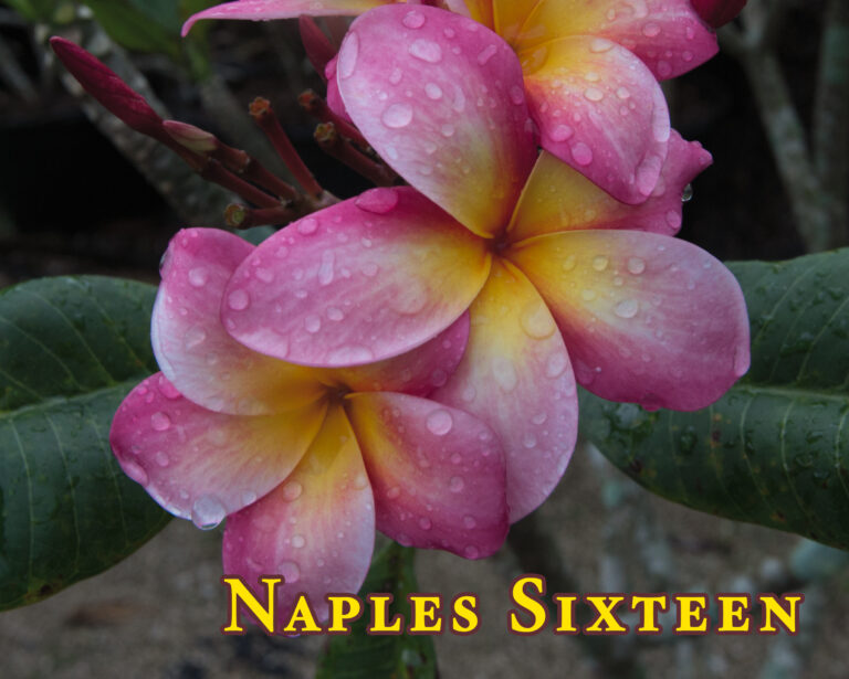 Naples Sixteen plumeria photo