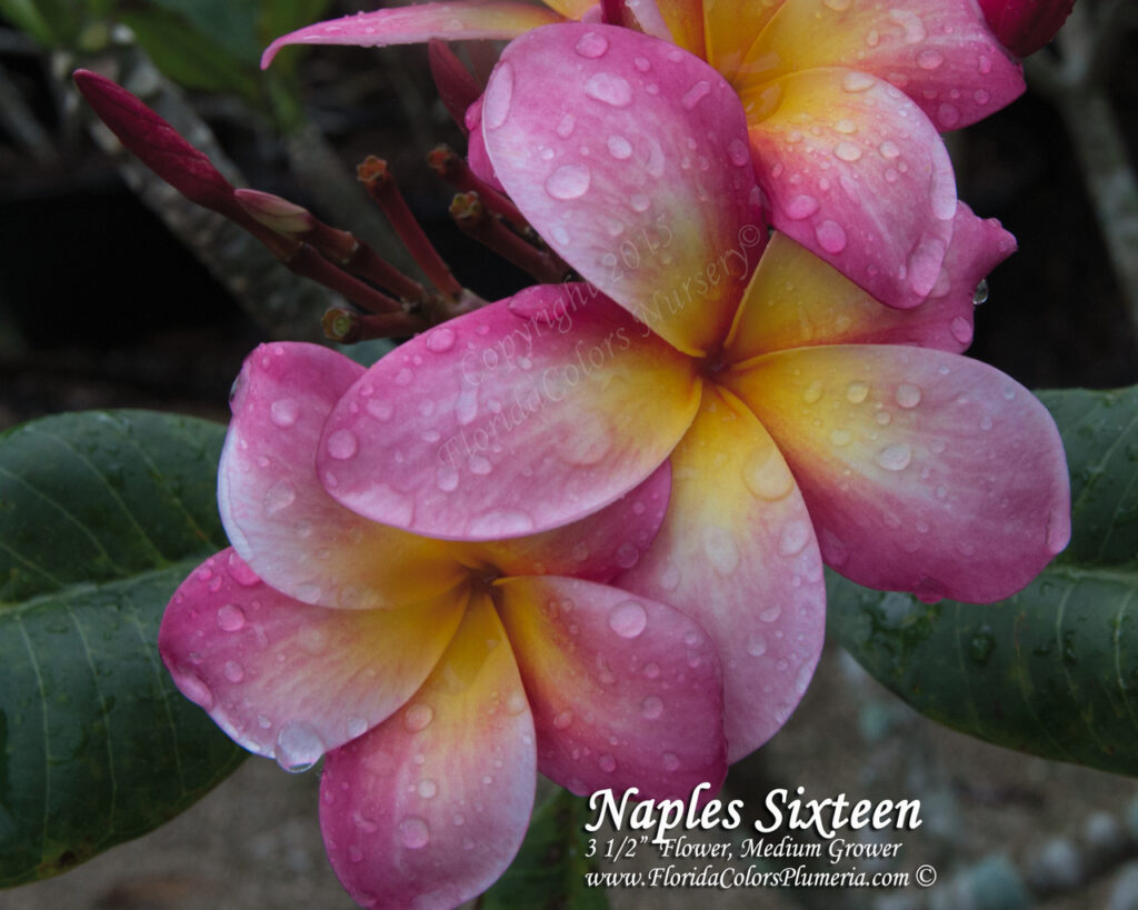 Naples Sixteen plumeria photo