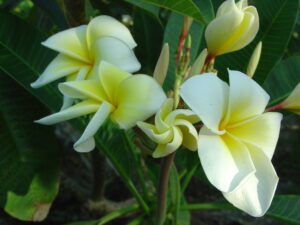 Naples Yellow plumeria photo