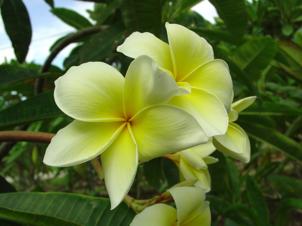 Naples Yellow plumeria photo