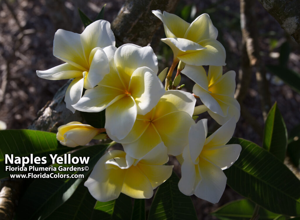 Naples Yellow plumeria photo