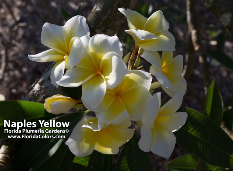 Naples Yellow plumeria photo