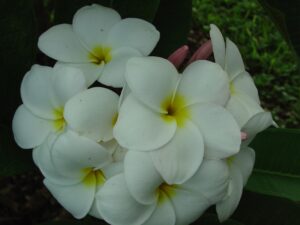 Nathaniel plumeria photo