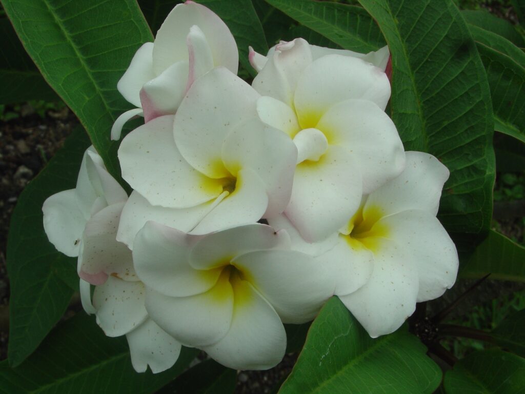 Nathaniel plumeria photo