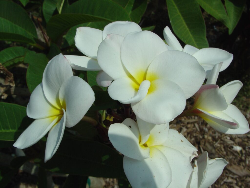 Nathaniel plumeria photo