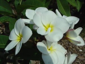 Nathaniel plumeria photo