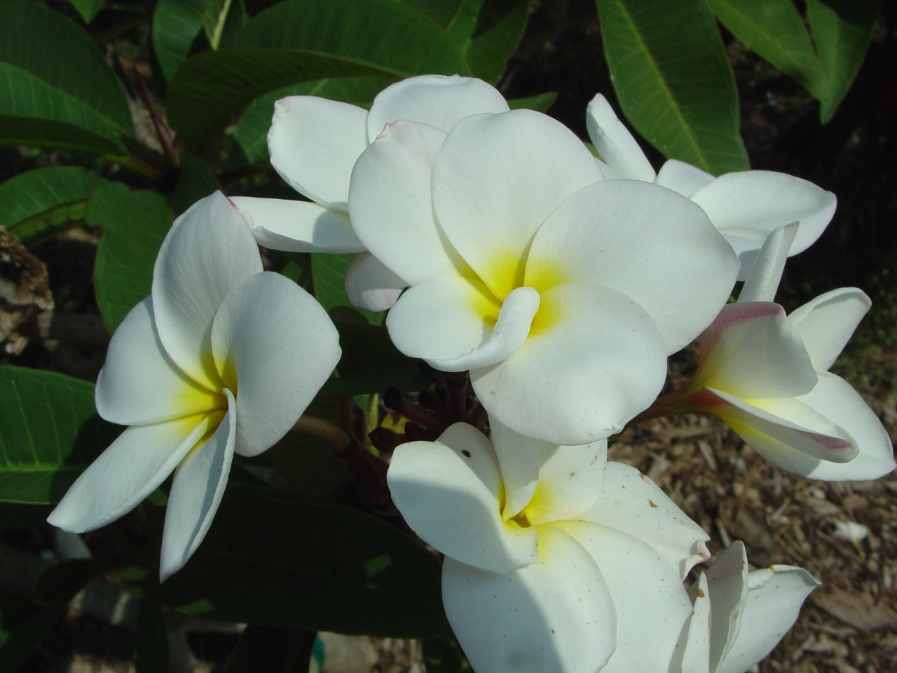 Nathaniel plumeria photo