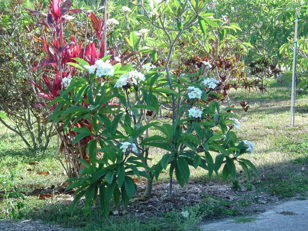 Nathaniel plumeria photo