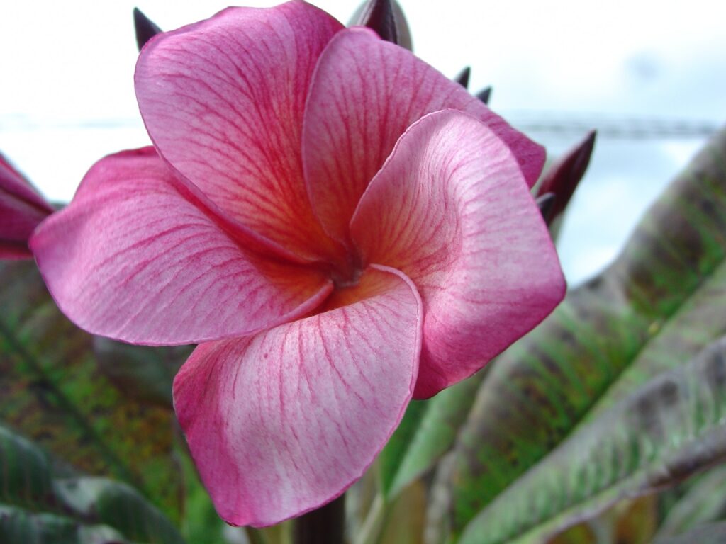 Nebula plumeria photo
