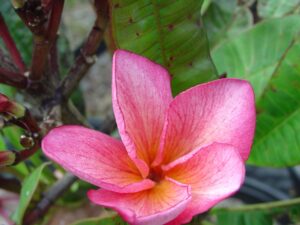 Nebula plumeria photo