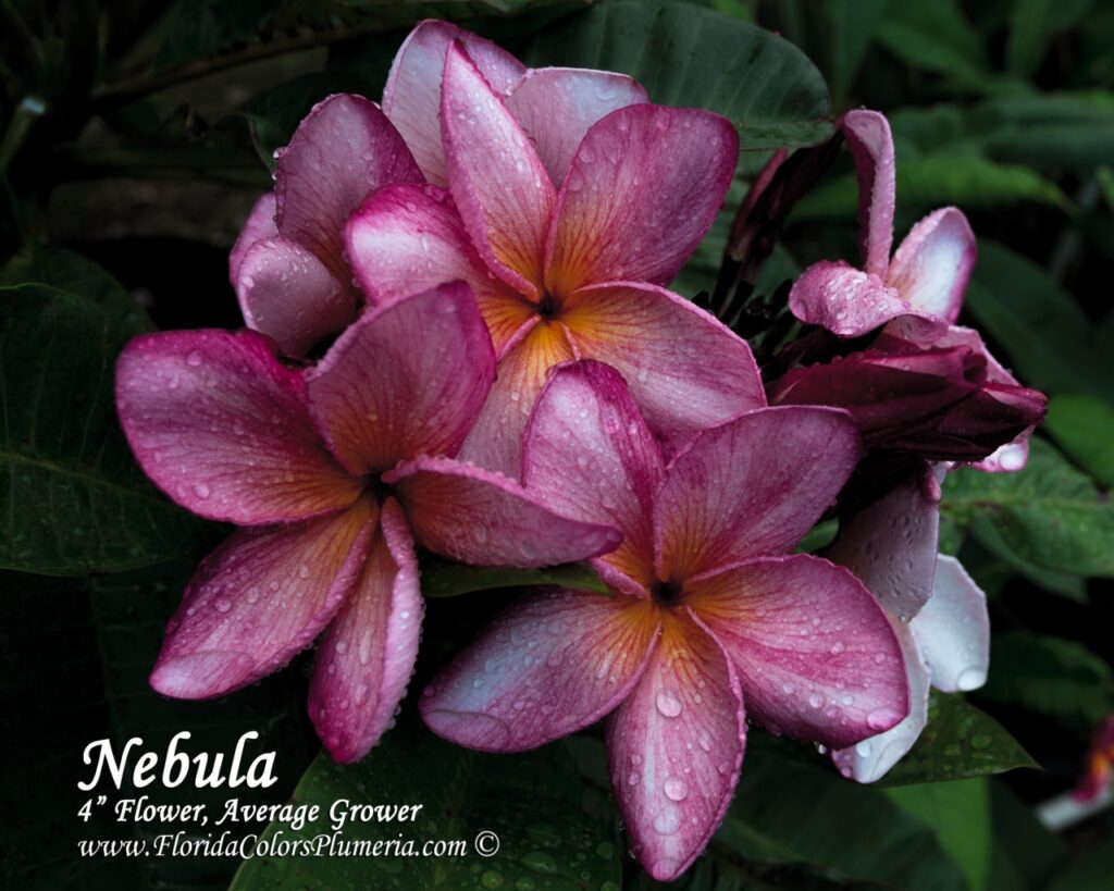 Nebula plumeria photo