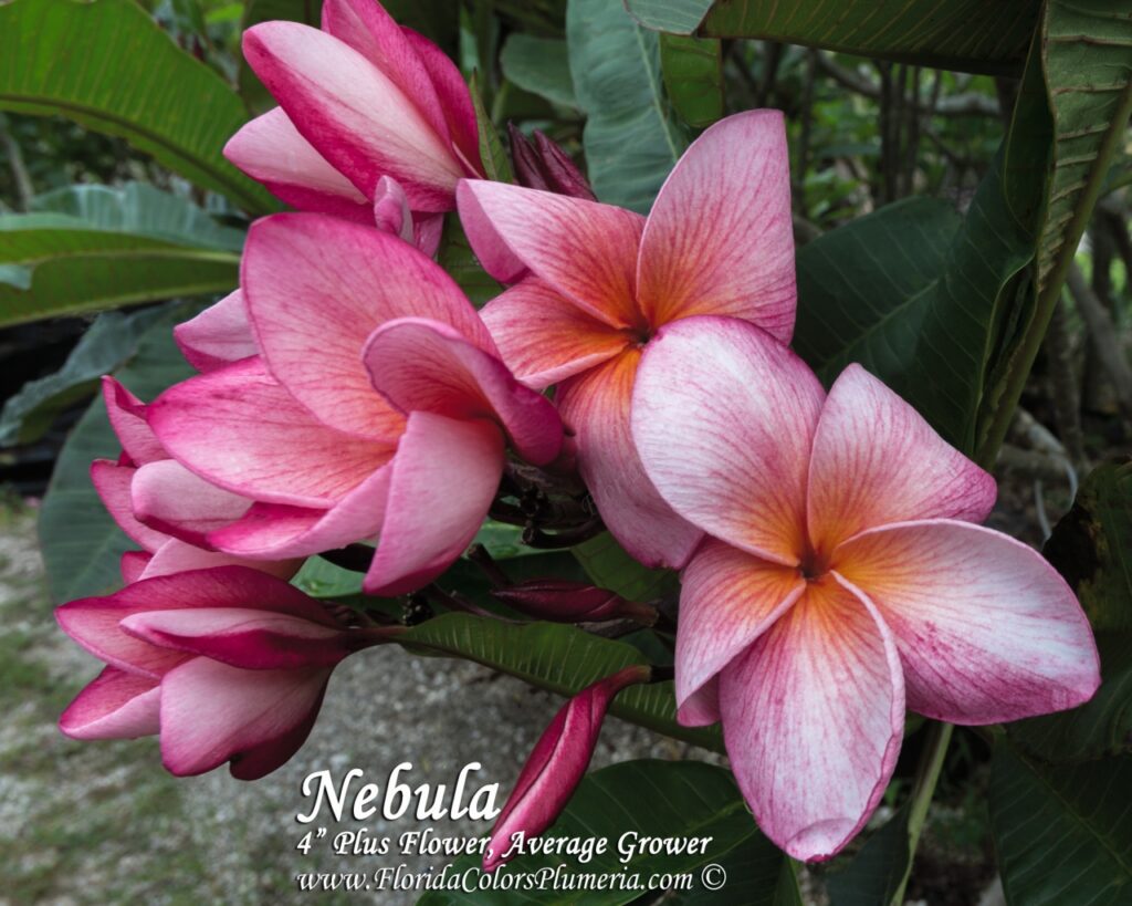 Nebula plumeria photo