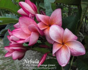 Nebula plumeria photo