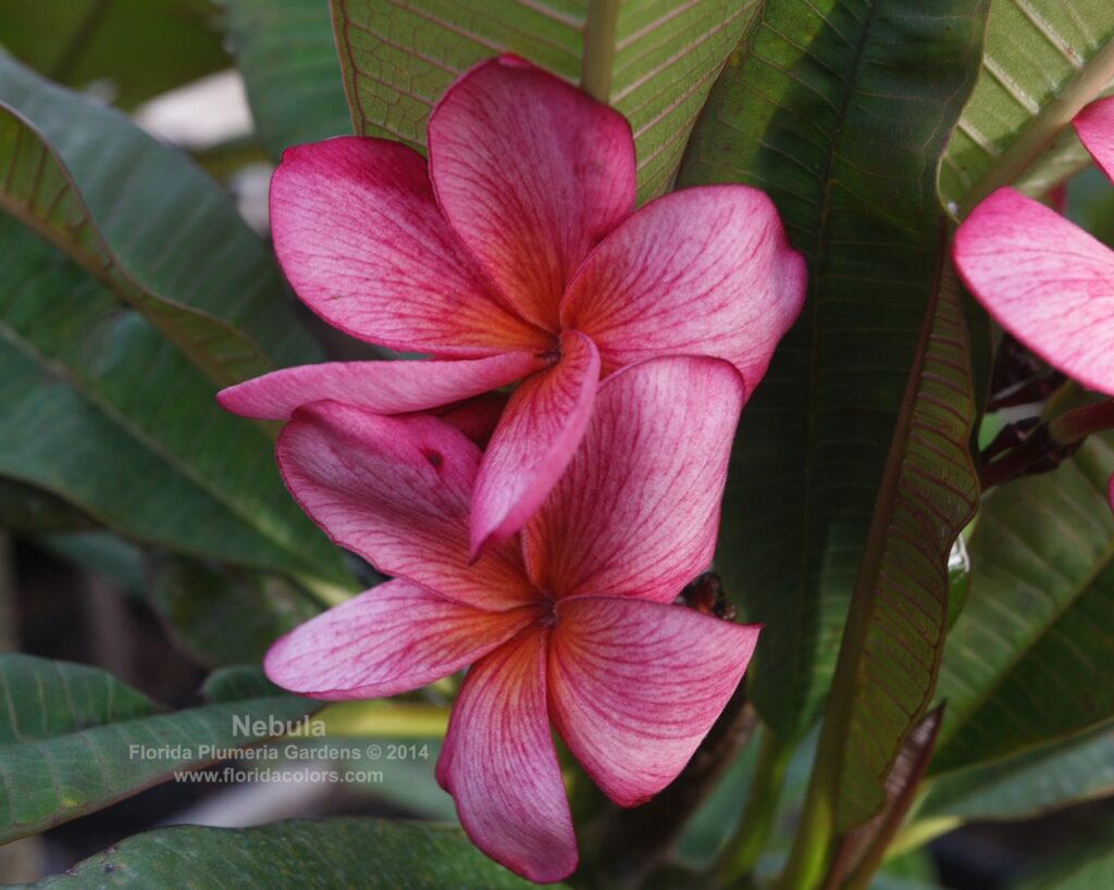 Nebula plumeria photo