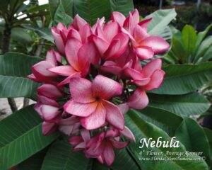 Nebula plumeria photo