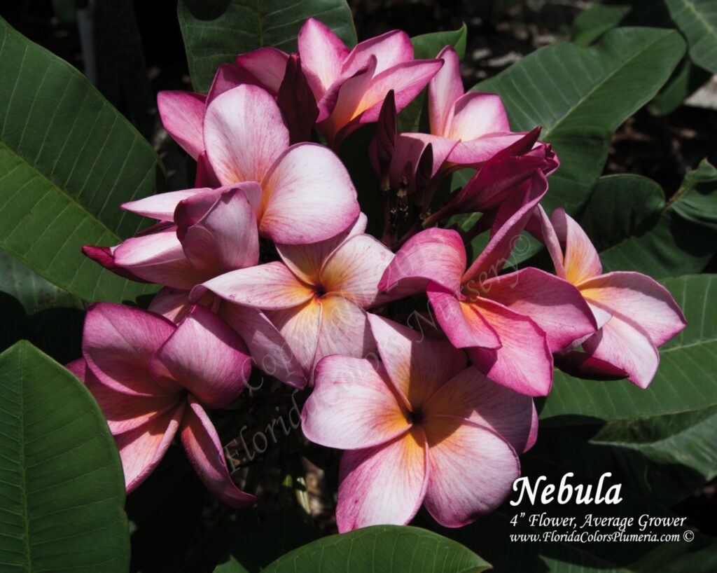 Nebula plumeria photo