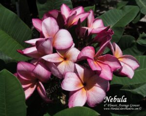 Nebula plumeria photo
